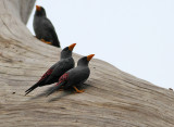 Grosbeak Starlings