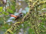 Rusty-flanked Fantail (Rufus-bellied Fantail)