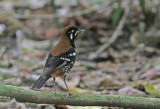 Red-backed Thrush