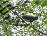 Maleo (Macrocephalon maleo)