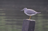 Grey-tailed Tattler