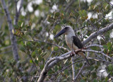 Great-billed Kingfisher (Pelargopsis melanorhyncha)