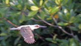 Great-billed Kingfisher (Pelargopsis melanorhyncha)