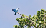 Beach Kingfisher (Todiramphus saurophaga)