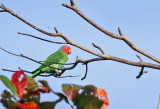 Red-cheeked Parrot