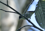 Cream-throated White-eye