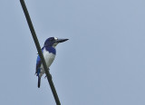 Blue-white Kingfisher (Todiramphus diops)