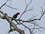 Ornated Lorikeet