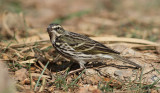 Rosy Pipit