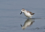 Spoon-billed Sandpiper