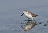 Spoon-billed Sandpiper