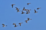 Eurasian Wigeon