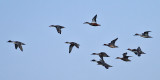 Eurasian Wigeon