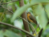 Hill blue Flycatcher