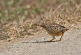 Yellow-legged Buttonquail