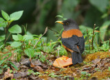 Chestnut Thrush