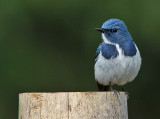 Ultramarine Flycatcher