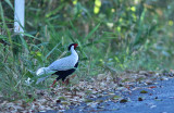 Silver Pheasant