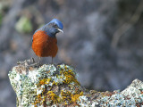 Chestnut-bellied Rock Thrush