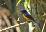 Rufous-bellied Niltava