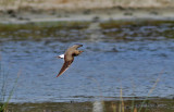 Collared Pratincole