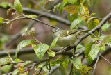 Buff-barred Warbler