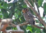 Spotted Wood Owl