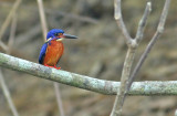 Blue-eared Kingfisher