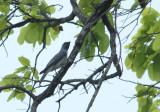 Large Cuckoo Shrike