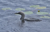 Black-throated Diver (Storlom)