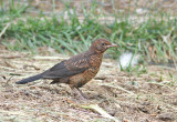 Common Blackbird