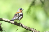 Chaffinch