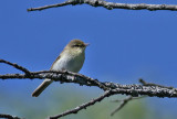 Willow Warbler