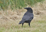 Carrion Crow