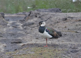 Northern Lapwing