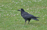 Rook