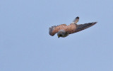 Eurasian Kestrel (Tornfalk)