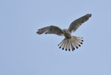 Eurasian Kestrel