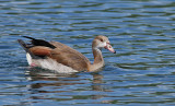 Egyptian Goose