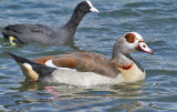 Egyptian Goose (Nilgs)