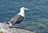Greater Black-backed Gull