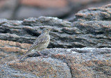 Rock Pipit