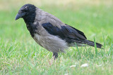 Hooded Crow (Grkrka)