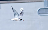 Common Tern