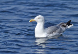 Herring Gull (Grtrut)