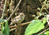 Marsh Warbler (Krrsngare)