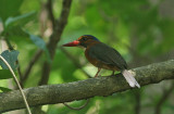 Green-backed Kingfisher