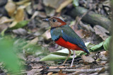 Red-bellied Pitta 