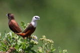 Pale-headed Munia