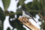 Slaty Flycatcher
